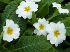 Harbinger : De la forme acaulis (une fleur sur une tige). C’est la forme blanche de nos primevères des champs