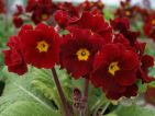 Little Egypte. Primevère polyanthus. Une gamme de graines de chez Barnhaven au couleurs rouge brique de l’Egypte