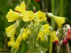 Primula florindae : Une floraison très tardive, souvent au mois d’août pour cette primevère très parfumée