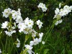 Primula involucrata : une primevère très parfumée qui aime les coins humides. Floraison assez tardive en mai-juin