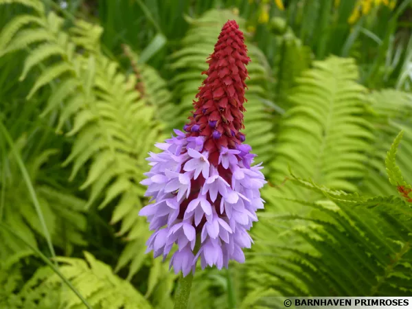 Primula vialii: Aussi appelé primevères des marais, une variété étonnante de primevère qui vient des hautes prairies de l'Himalaya