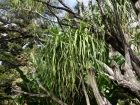Pied d'lphant, Arbre bouteille, Noline recourbe, Beaucarnea recurvata