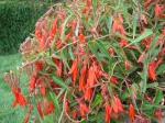B�gonia de Bolivie Bonfire, Begonia boliviensis