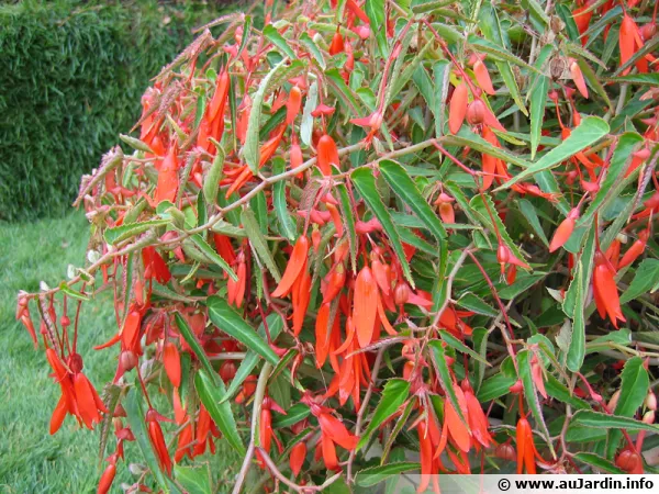 Bgonia de Bolivie Bonfire, Begonia boliviensis