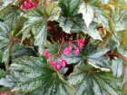 Bgonia Silver Splendor, Begonia x Silver Splendor