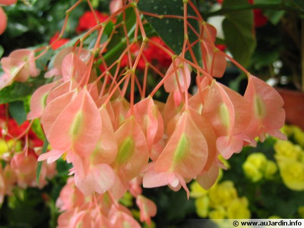 Bégonia Bambou Tamaya Begonia Maculata Planter Cultiver