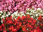 Bégonia annuel, Begonia semperflorens Bégonia annuel, Begonia semperflorens