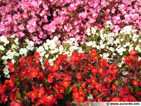 Bgonia annuel, Begonia semperflorens