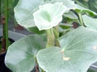 Begonia venosa