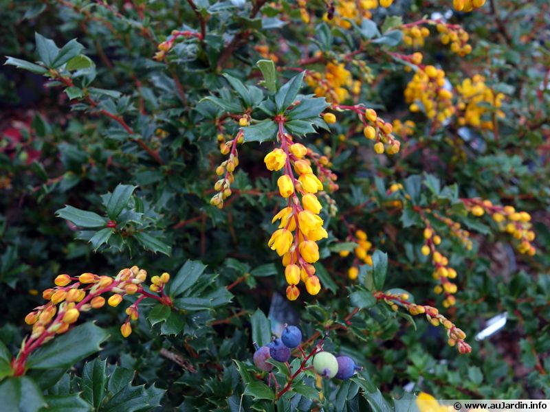 30 Graines De Vinettier (Berberis Vulgaris Hispanica) - Plante Médicinale, Ornementale Et Mellifère - Graines Reproductibles Non Traitées