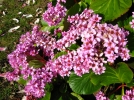 Des vivaces fleuries mme en hiver