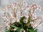 Bergenie, Bergenia du Mont Omei, Bergenia emeiensis