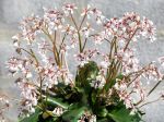 Bergenie, Bergenia du Mont Omei, Bergenia emeiensis