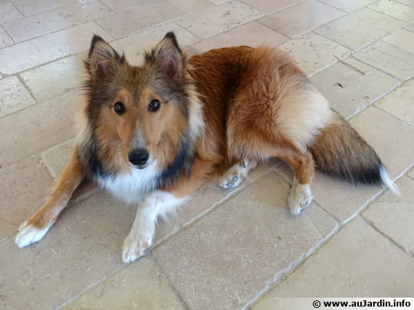 Moustic, un berger des Shetland trs attachant