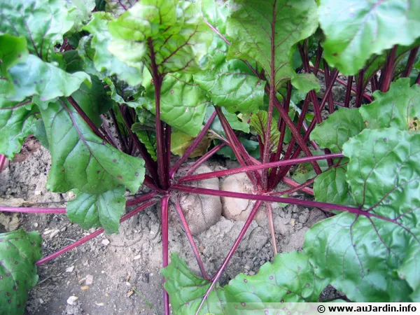 Beta vulgaris var. rubra / Betterave rouge