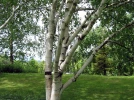 Betula utilis, Bouleau de l'Himalaya