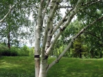 Betula utilis, Bouleau de l'Himalaya