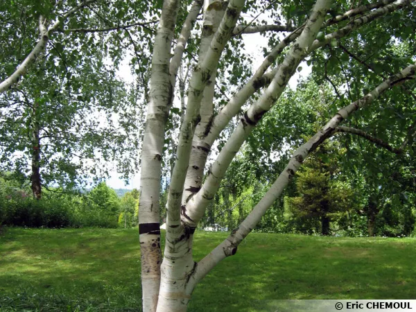 Betula utilis, Bouleau de l'Himalaya