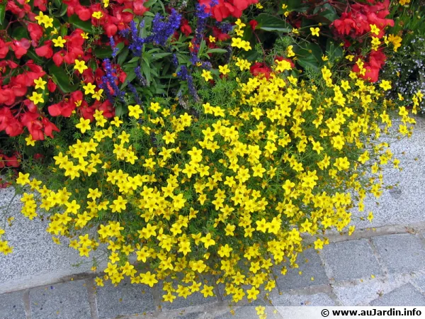 Biden à feuilles de férule, Bidens ferulifolia