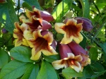 Bignone � vrilles, Bignone orang�e, Trompette de Virginie, Bignonia capreolata