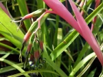 Billbergie pench�e, Billbergia nutans