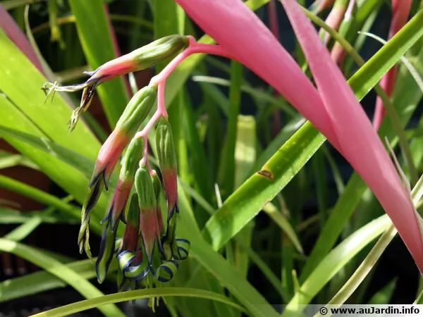 Billbergie penchée, Billbergia nutans