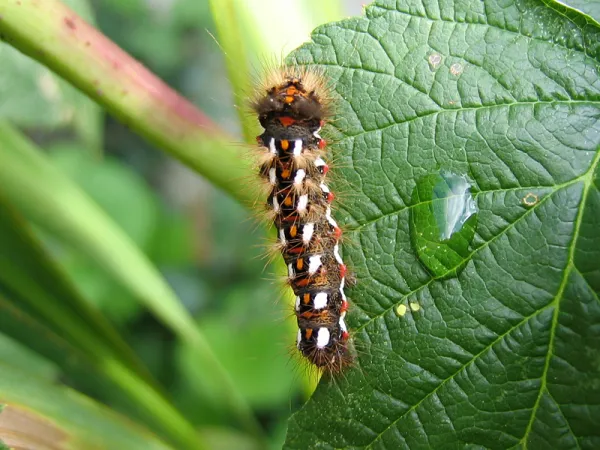 Accueillir la biodiversit en acceptant quelques feuilles dvores par les chenilles