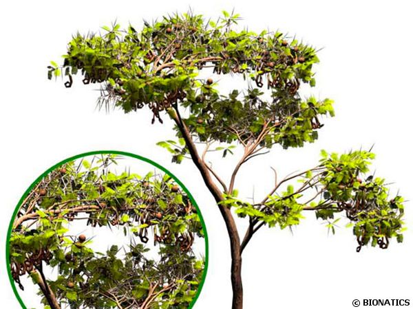 Acacia ayant poussé virtuellement