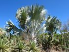Palmier de Bismarck, Bismarckia nobilis