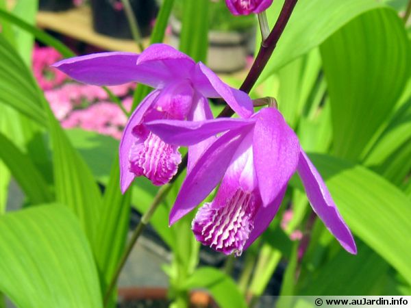 Orchidée jacinthe, Bletilla striata : planter, cultiver, multiplier