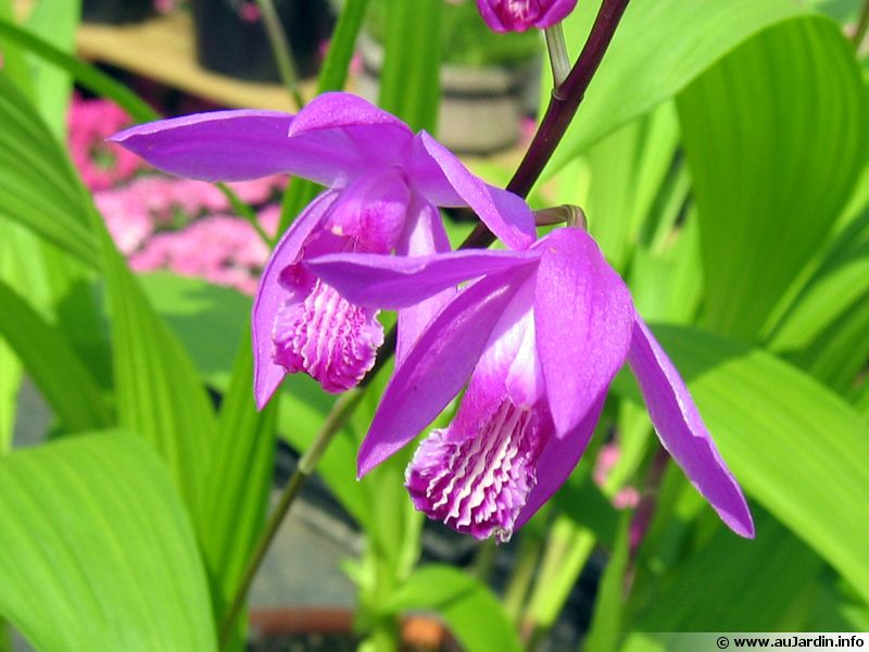 Orchidée jacinthe, Bletilla striata planter, cultiver, multiplier — free download