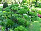 Les bonsaïs de jardin