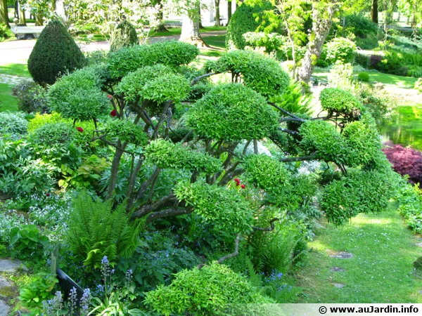 Jardin japonais et son bonsaï de jardin