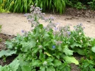 Bourrache officinale, Borago officinalis