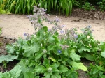 Bourrache officinale, Borago officinalis