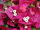 Les bougainvilliers par TIJARDIN