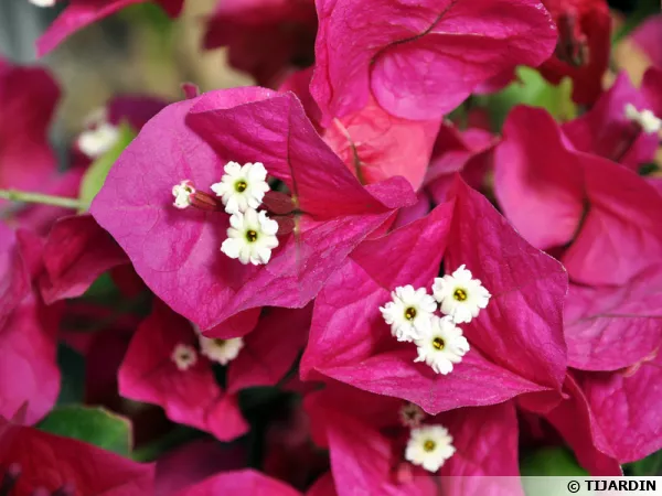 Bougainvillier 'Corsaire'
