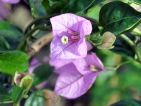 Bougainvillier 'Lavender' Bougainvillier 'Lavender'