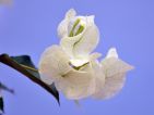 Bougainvillier 'Marie Blanc' Bougainvillier 'Marie Blanc'
