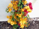 La culture du bougainvillier