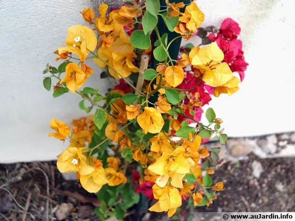 Plantation de bougainvilliers, un jaune et un rouge le long d'un mur plein sud