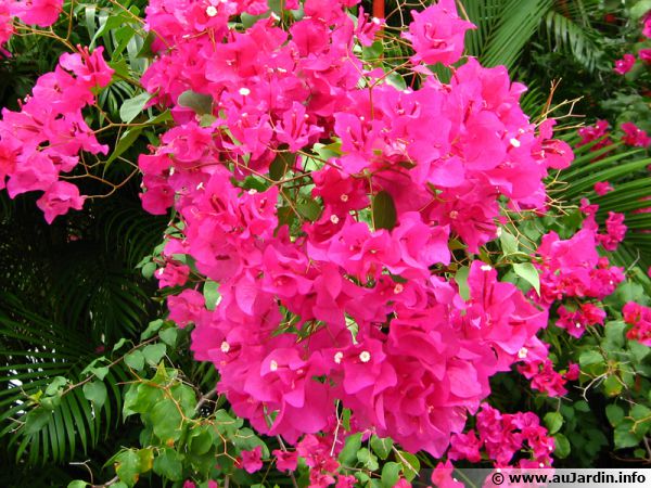 Le bougainvillier, fleurs ou bractées ?