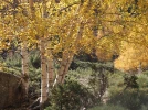 Le bouleau, un arbre �l�gant et appr�ci�