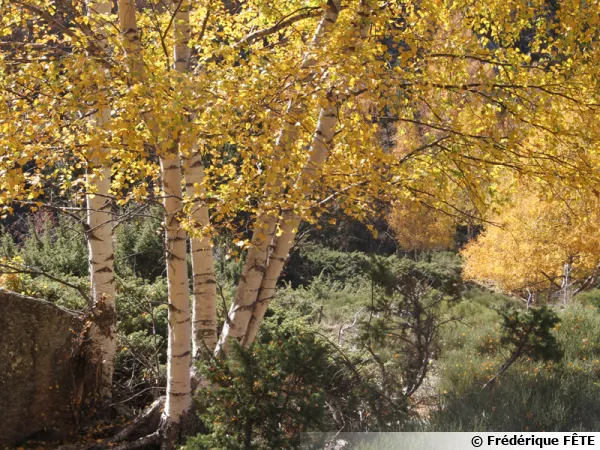 Le bouleau, un arbre élégant et apprécié qui accompagne l'homme depuis la préhistoire