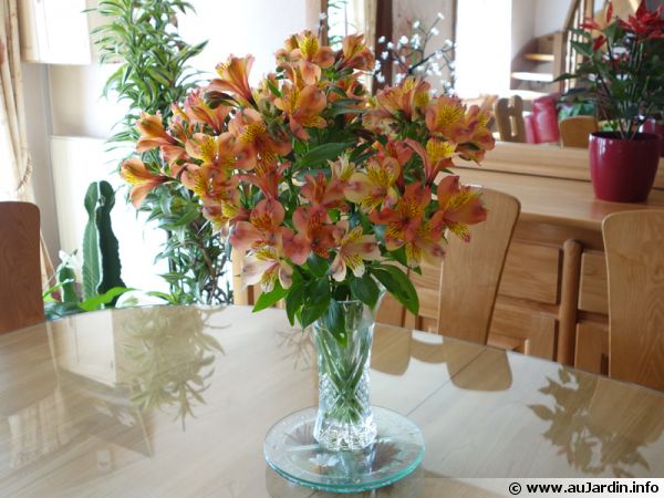 Bouquet d'Alstroemères du jardin tient plus d'une semaine en vase