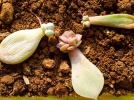Le bouturage des plantes succulentes