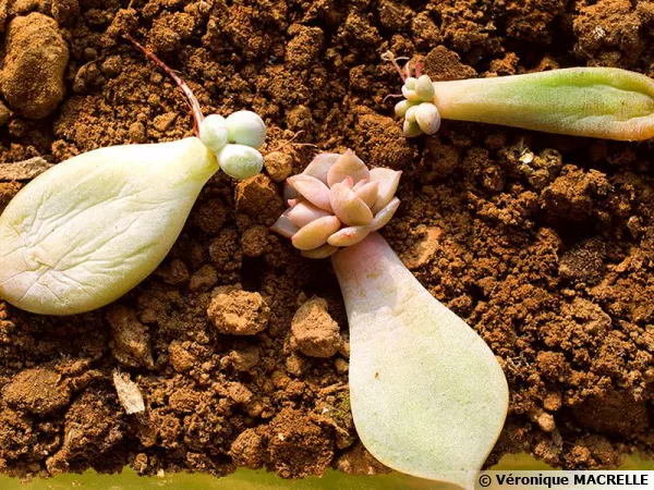 Le bouturage des plantes succulentes