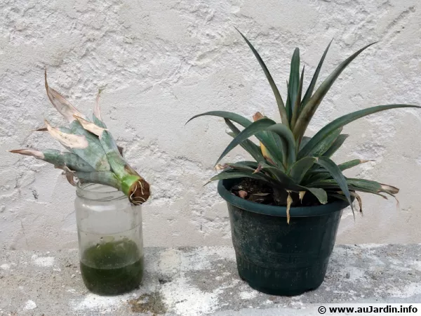 Bouture d'ananas de quelques mois avec des racines et une bouture rempote d'un an