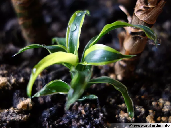 Bouture de Dracaena