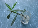 Questions frquentes sur le bouturage